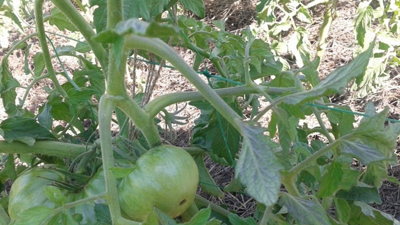 A variety with an attractive name and extraordinary taste - tomato Paradise delight: grown and tasted