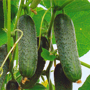 How to grow cucumbers Courage on your site and why they are good