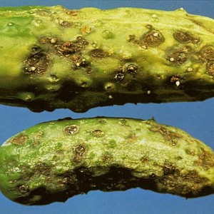 How to grow cucumbers Courage on your site and why they are good