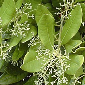How allspice peas grow in a natural environment and how to grow it at home