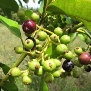 How allspice peas grow in a natural environment and how to grow it at home