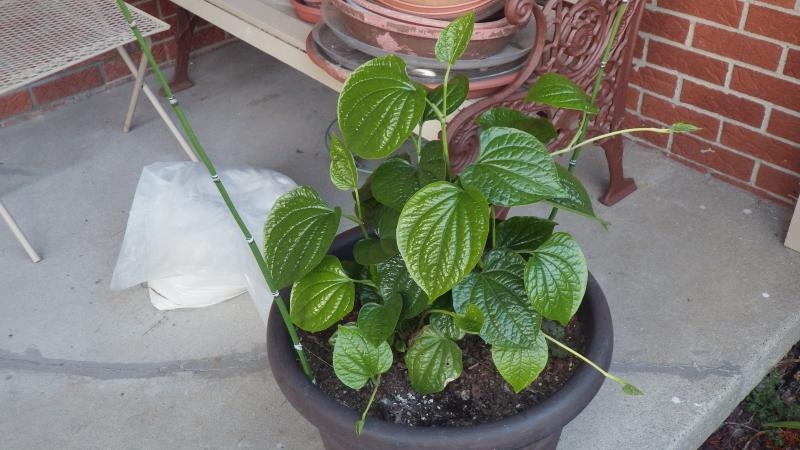 How allspice peas grow in a natural environment and how to grow it at home