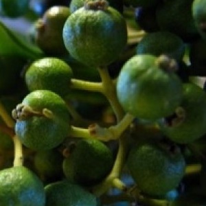 How allspice peas grow in a natural environment and how to grow it at home