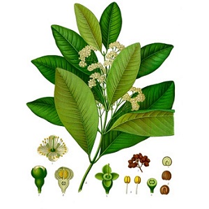 How allspice peas grow in a natural environment and how to grow it at home