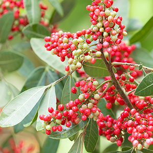 How and where does pink pepper grow and in what areas it is used