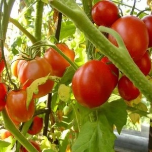 Early ripening hybrid tomato Aurora, created for a bountiful harvest in the greenhouse and in the garden