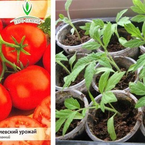 Early ripening hybrid tomato Aurora, created for a bountiful harvest in the greenhouse and in the garden