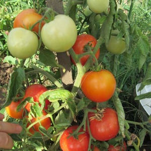 Early ripening hybrid tomato Aurora, created for a bountiful harvest in the greenhouse and in the garden