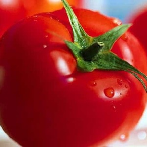 Early ripening hybrid tomato Aurora, created for a bountiful harvest in the greenhouse and in the garden