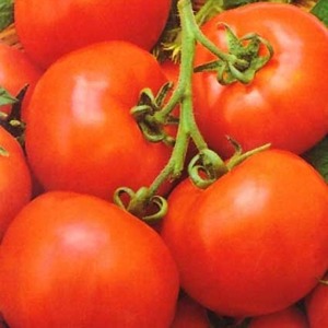 Early ripening hybrid tomato Aurora, created for a bountiful harvest in the greenhouse and in the garden