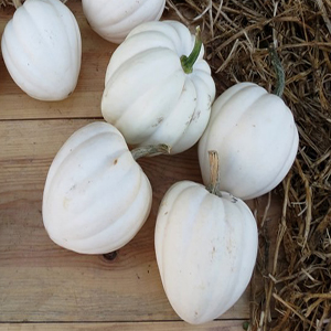 How, apart from color, does a white pumpkin differ from the rest?