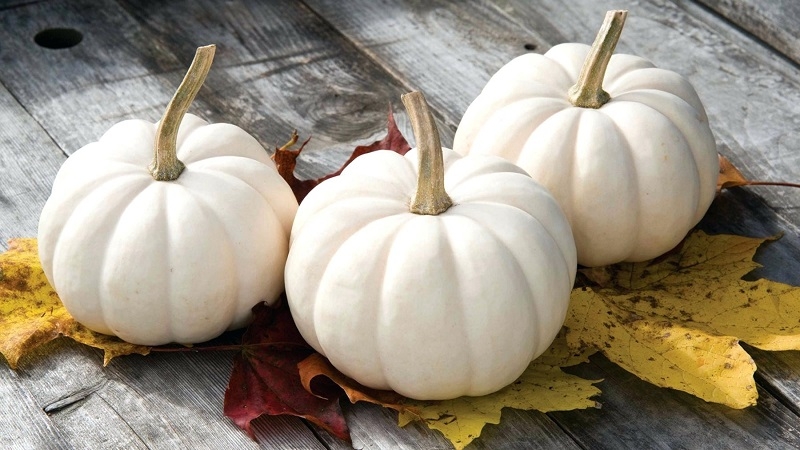 How, apart from color, does a white pumpkin differ from the rest?