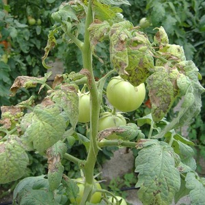 The most effective methods for treating tomato fusarium wilt: instructions that even a beginner can handle