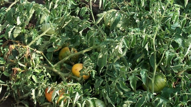 The most effective methods for treating tomato fusarium wilt: instructions that even a beginner can handle