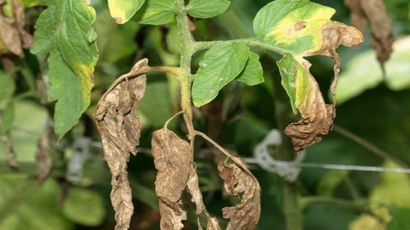 The most effective methods for treating tomato fusarium wilt: instructions that even a beginner can handle