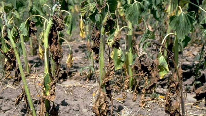 The most effective methods for treating tomato fusarium wilt: instructions that even a beginner can handle