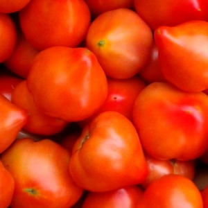 An early ripe and unpretentious variety that gives a bountiful harvest: the Prima donna tomato is a favorite of domestic gardeners