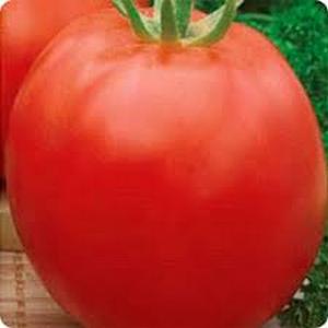 One of the oldest varieties of vegetable selection is the Gloria tomato: a time-tested variety