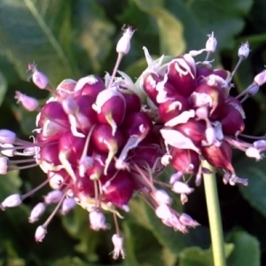 Step-by-step instructions for planting garlic bulbs for the winter: basic rules and secrets of experienced gardeners
