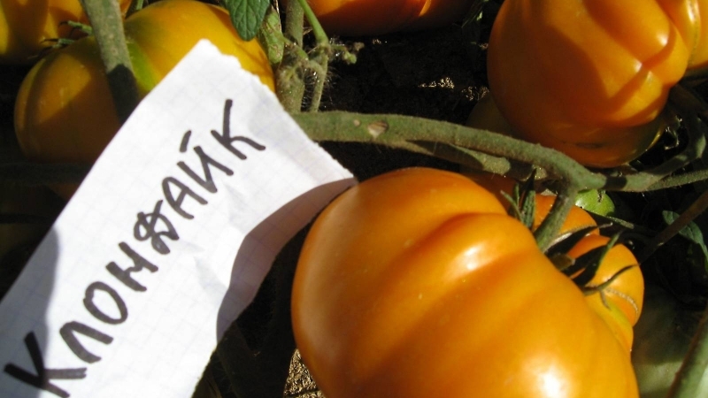 Beta-Carotene Champion: Recommended Diet Klondike Tomato