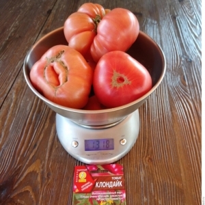 Beta Carotene Champion: Recommended Diet Klondike Tomato