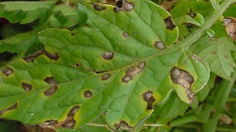 We fight tomato cladosporium disease in a greenhouse easily and effectively: the best methods and recommendations of summer residents with experience