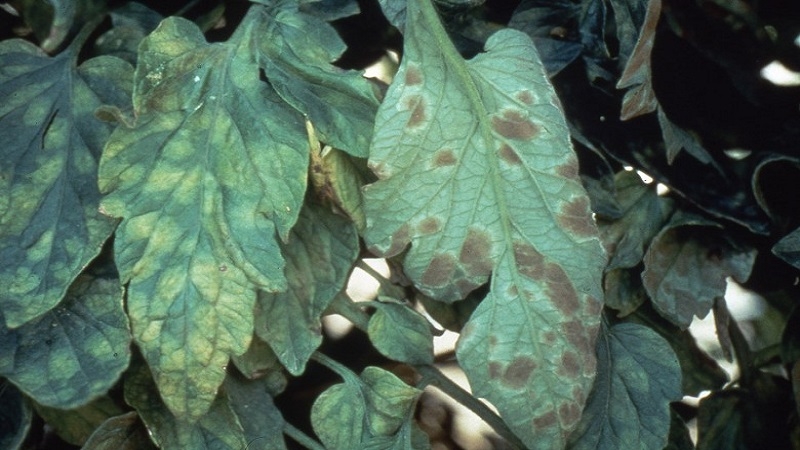 We fight tomato cladosporium disease in a greenhouse easily and effectively: the best methods and recommendations of summer residents with experience