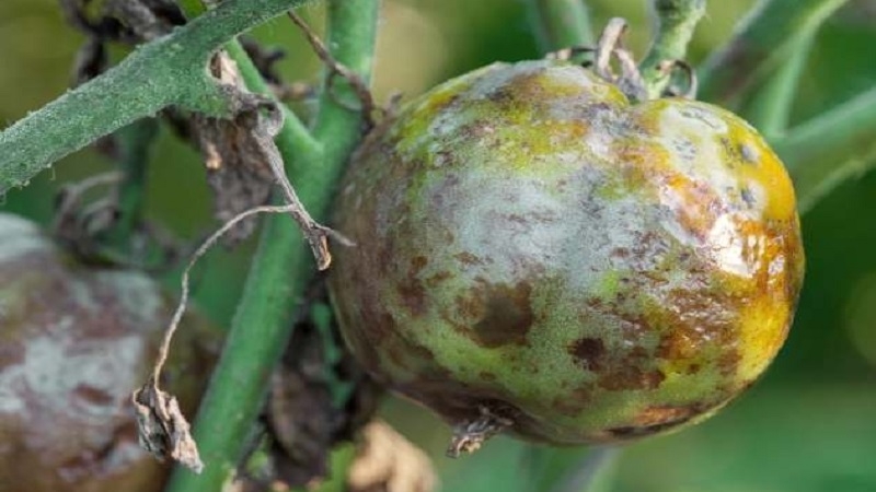 What to do if brown spots appear on tomatoes: photos of affected tomatoes and ways to save them