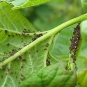 Pests of sweet pepper and the fight against them: photos of leaves and the most effective methods of saving the harvest