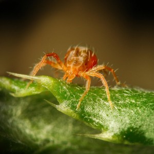 Pests of sweet pepper and the fight against them: photos of leaves and the most effective methods of saving the harvest