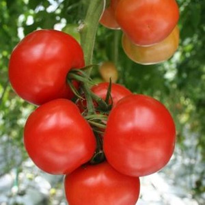 High-yielding hybrid tomato Alhambra, delighting with large juicy fruits and resistant to diseases
