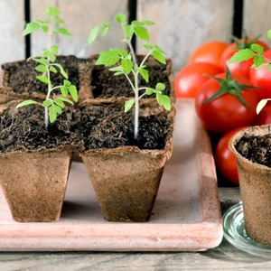 High-yielding hybrid tomato Alhambra, delighting with large juicy fruits and resistant to diseases