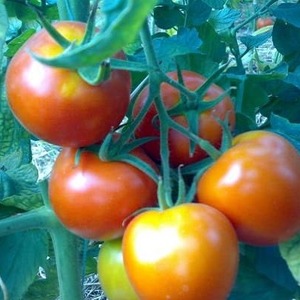 High-yielding hybrid tomato Alhambra, delighting with large juicy fruits and resistant to diseases