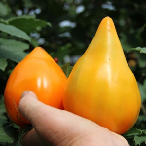 The record holder for the content of nutrients is the Orange Heart tomato