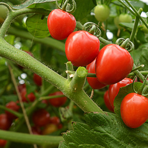 A variety with an appetizing name - Strawberry tomato: we grow it correctly and collect up to 5 kg from a bush