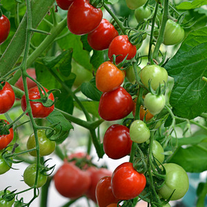 A variety with an appetizing name - Strawberry tomato: we grow it correctly and collect up to 5 kg from a bush