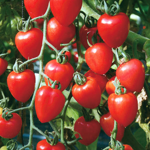 A variety with an appetizing name - Strawberry tomato: we grow it correctly and collect up to 5 kg from a bush