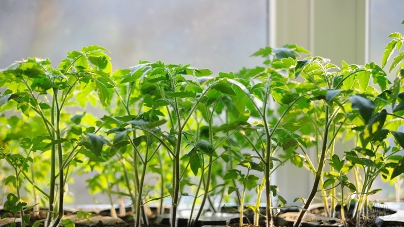 Andromeda tomato, popular and beloved by summer residents: we grow and enjoy a rich harvest