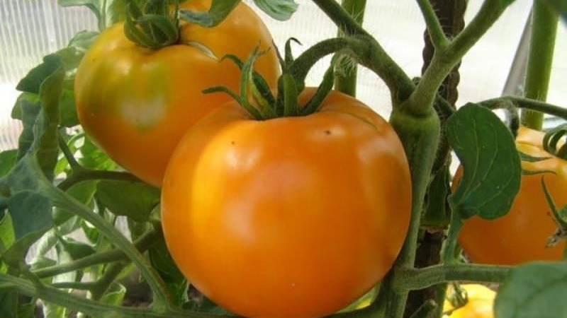 Andromeda tomato, popular and beloved by summer residents: we grow and enjoy a rich harvest