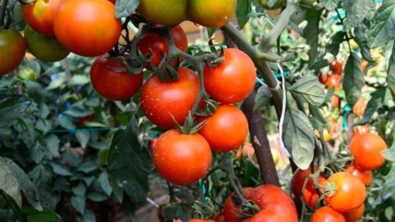Andromeda tomato, popular and beloved by summer residents: we grow and enjoy a rich harvest