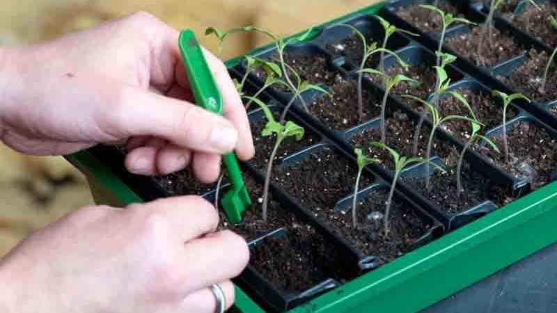 Andromeda tomato, popular and beloved by summer residents: we grow and enjoy a rich harvest