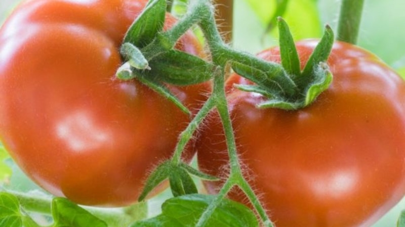 Andromeda tomato, popular and beloved by summer residents: we grow and enjoy a rich harvest