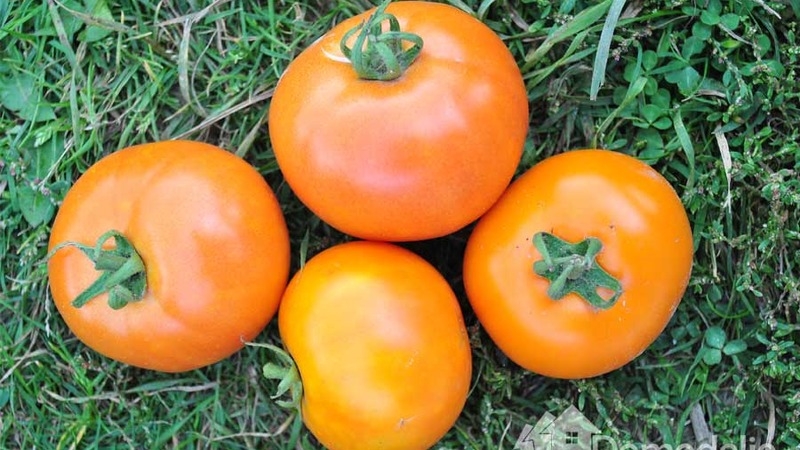 Andromeda tomato, popular and beloved by summer residents: we grow and enjoy a rich harvest