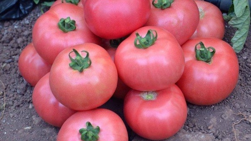 Andromeda tomato, popular and beloved by summer residents: we grow and enjoy a rich harvest