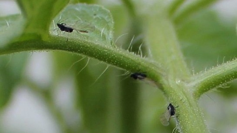 What to do if there are white midges on tomatoes and how to deal with them: the most effective methods