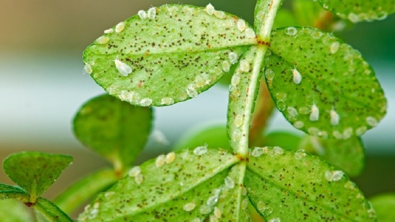 What to do if there are white midges on tomatoes and how to deal with them: the most effective methods