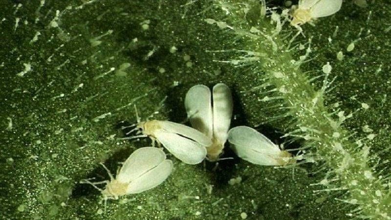 What to do if there are white midges on tomatoes and how to deal with them: the most effective methods
