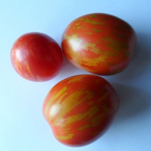 A striking representative of a new cocktail species - tomato Easter egg: a full review