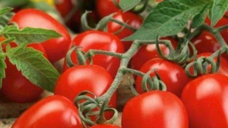 Unpretentious tomato Marusya with excellent taste: we grow it ourselves and enjoy the harvest