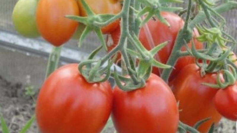 Unpretentious tomato Marusya with excellent taste: we grow it ourselves and enjoy the harvest